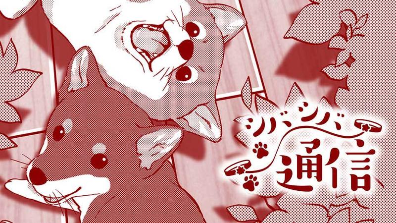 シバシバ通信